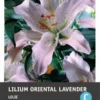 Intratuin Bloembol Lelie (Lilium Oriental 'Lavender') 2 Stuks -Tuinplanten Winkel 8717263346753 1 1