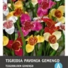 Intratuin Bloembollen Tijgerbloem (Tigridia) Gemengd 15 Stuks -Tuinplanten Winkel 8717263346807 1 1