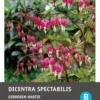 Intratuin Gebroken Hartje Knol (Dicentra Spectabilis 'Pink') 1 Intratuin Gebroken Hartje Knol (Dicentra Spectabilis 'Pink') -Tuinplanten Winkel 8717263346838 1