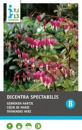 Intratuin Gebroken Hartje Knol (Dicentra Spectabilis 'Pink')