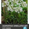 Intratuin Afrikaanse Lelie Knol (Agapanthus Umbellatum) Wit -Tuinplanten Winkel 8717263346920 1 1