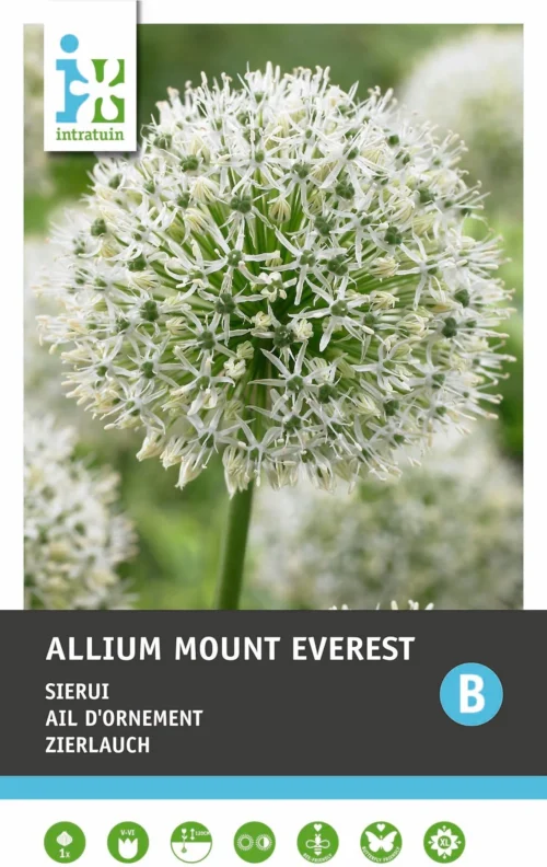Intratuin Bloembollen Sierui (Allium 'Mount Everest') -Tuinplanten Winkel 8717263346975 1 1