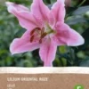 Intratuin Biologische Bloembol Lelie (Lilium Oriental) Roze 2 Intratuin Biologische Bloembol Lelie (Lilium Oriental) Roze -Tuinplanten Winkel 8717263347804