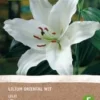 Intratuin Biologische Bloembollen Lelie (Lilium Oriental) Wit -Tuinplanten Winkel 8717263347811