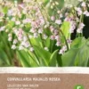 Intratuin Biologische Lelietje-van-Dalen Knol (Convallaria Majalis 'Rosea') 2 Stuks -Tuinplanten Winkel 8717263347859