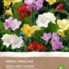 Intratuin Biologische Bloembollen Freesia Gemengd 10 Stuks 2 Intratuin Biologische Bloembollen Freesia Gemengd 10 Stuks -Tuinplanten Winkel 8717263358596 1
