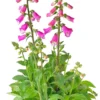 Vingerhoedskruid (Digitalis Purpurea 'Pink Panther') D 19 H 60 Cm