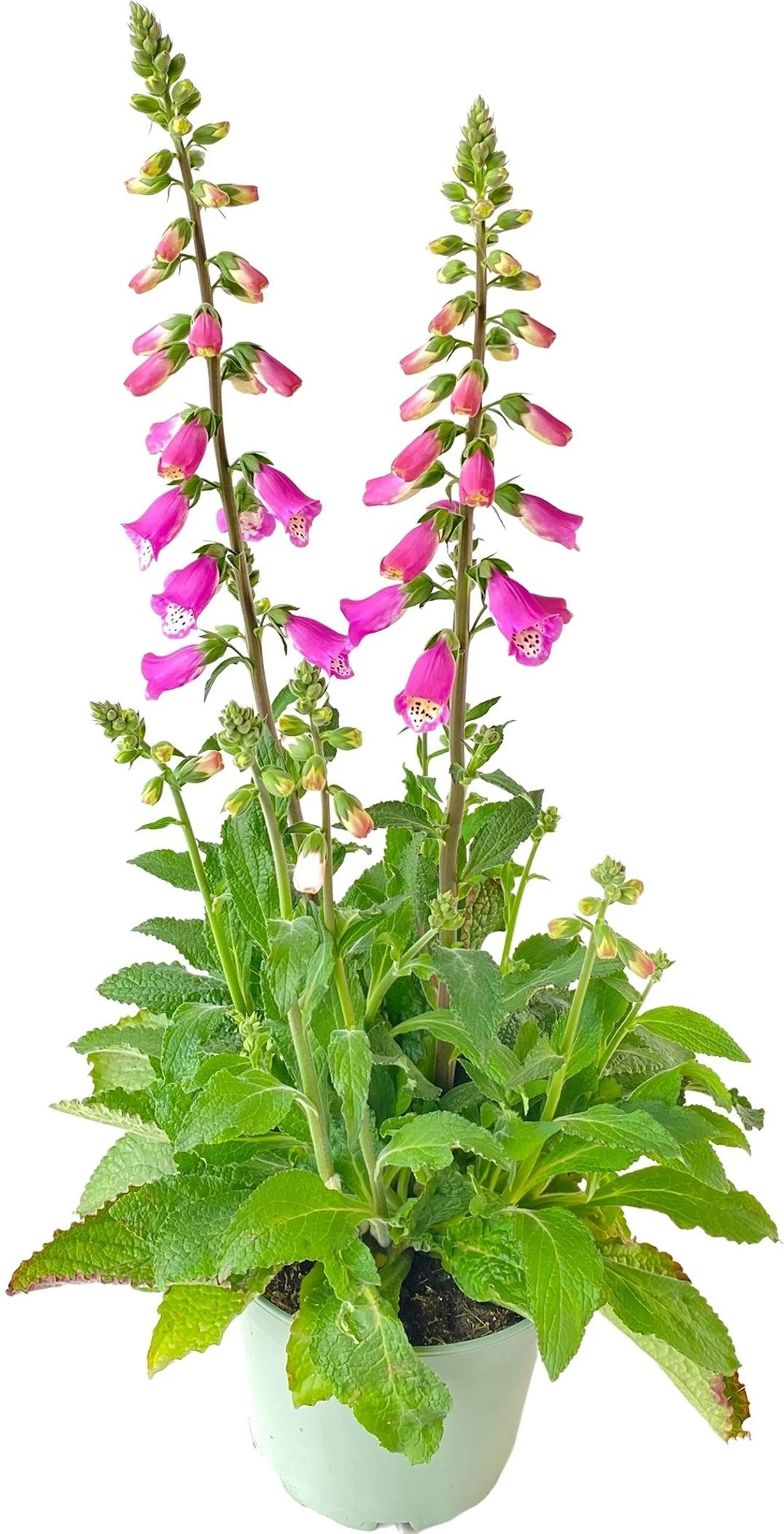 Vingerhoedskruid (Digitalis Purpurea 'Pink Panther') D 19 H 60 Cm 3 Vingerhoedskruid (Digitalis Purpurea 'Pink Panther') D 19 H 60 Cm