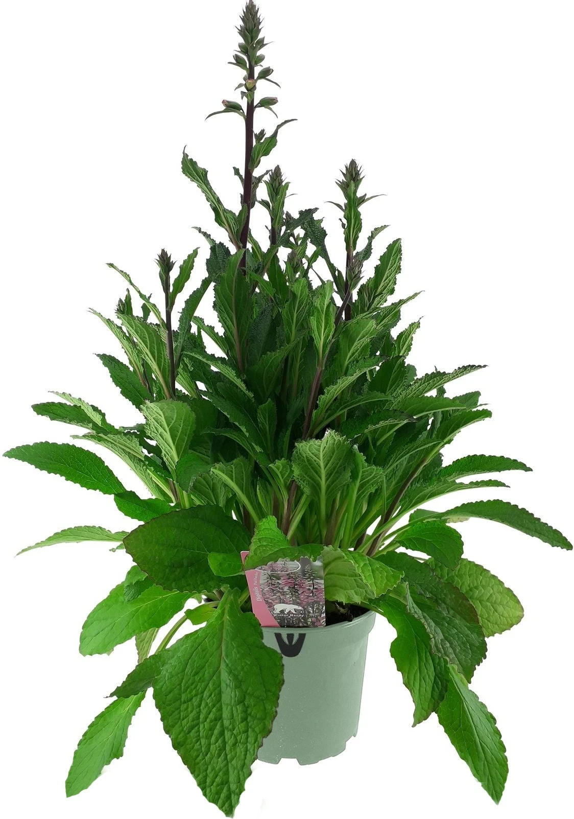 Vingerhoedskruid (Digitalis Purpurea 'Pink Panther') D 19 H 60 Cm 4 Vingerhoedskruid (Digitalis Purpurea 'Pink Panther') D 19 H 60 Cm - Afbeelding 2