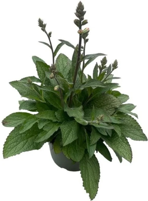 Vingerhoedskruid (Digitalis Purpurea 'Pink Panther') D 19 H 60 Cm 7 Vingerhoedskruid (Digitalis Purpurea 'Pink Panther') D 19 H 60 Cm -Tuinplanten Winkel 8717263402947 3