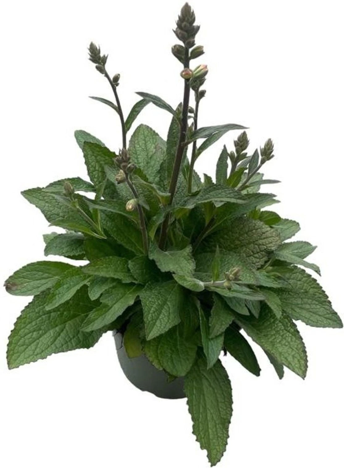 Vingerhoedskruid (Digitalis Purpurea 'Pink Panther') D 19 H 60 Cm 5 Vingerhoedskruid (Digitalis Purpurea 'Pink Panther') D 19 H 60 Cm - Afbeelding 3