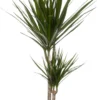 Drakenbloedboom (Dracaena Marginata 'Magenta') D 19 H 100 Cm 1 Drakenbloedboom (Dracaena Marginata 'Magenta') D 19 H 100 Cm -Tuinplanten Winkel 8717263410539 scaled