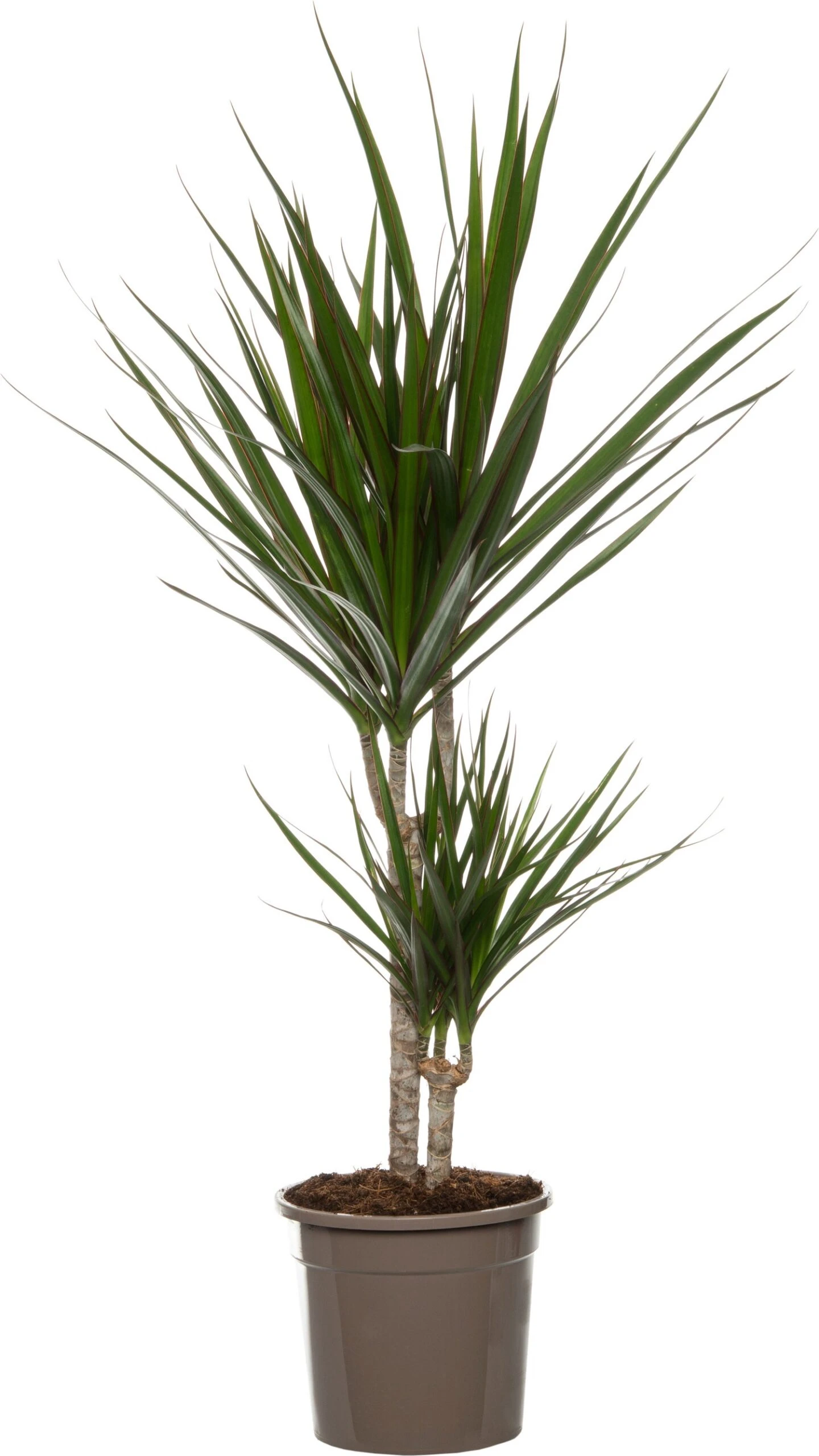 Drakenbloedboom (Dracaena Marginata 'Magenta') D 19 H 100 Cm 3 Drakenbloedboom (Dracaena Marginata 'Magenta') D 19 H 100 Cm