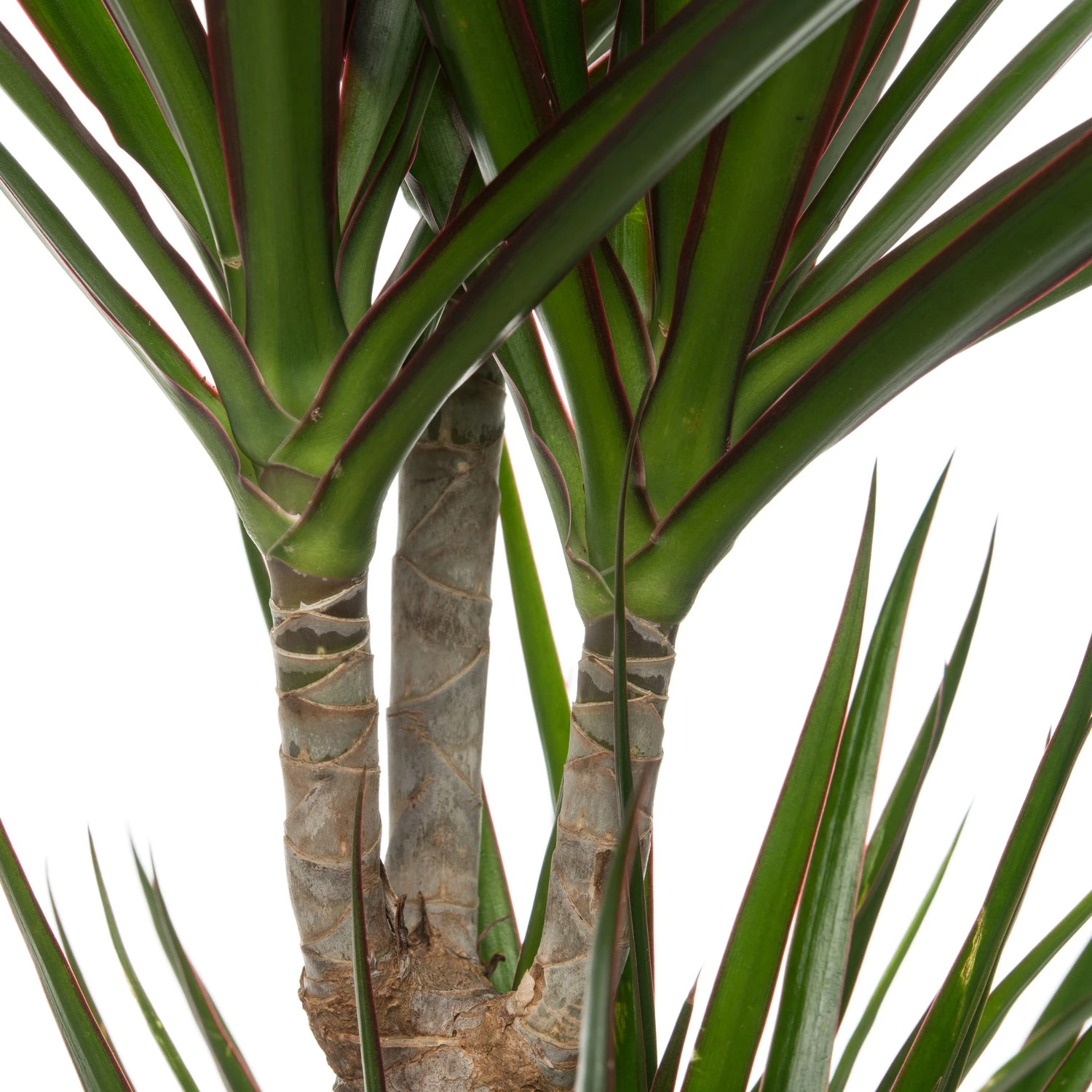 Drakenbloedboom (Dracaena Marginata 'Magenta') D 19 H 100 Cm 4 Drakenbloedboom (Dracaena Marginata 'Magenta') D 19 H 100 Cm - Afbeelding 2