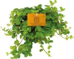 Peperomia (Peperomia Rotundifolia) D 10,5 H 15 Cm