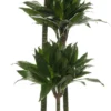 Drakenbloedboom (Dracaena Fragrans (C) 'Green Jewel') D 24 H 140 Cm -Tuinplanten Winkel 8717263410980 2 scaled