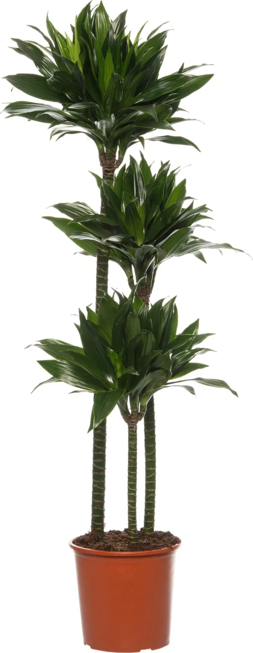 Drakenbloedboom (Dracaena Fragrans (C) 'Green Jewel') D 24 H 140 Cm