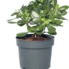 Crassula (Crassula Ovata) D 17 H 25 Cm -Tuinplanten Winkel 8717263411239