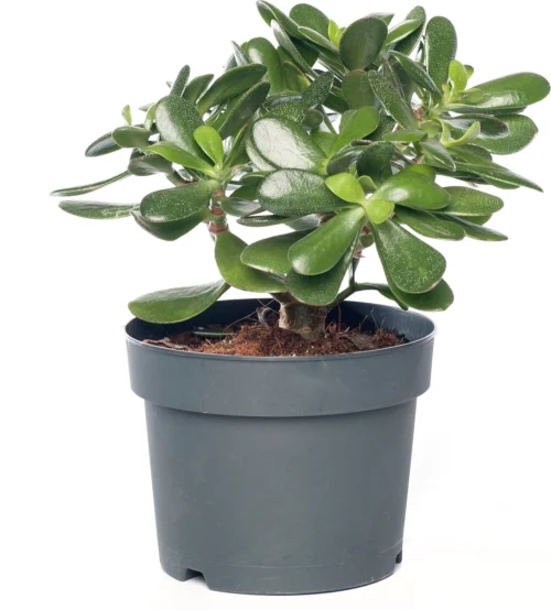 Crassula (Crassula Ovata) D 17 H 25 Cm