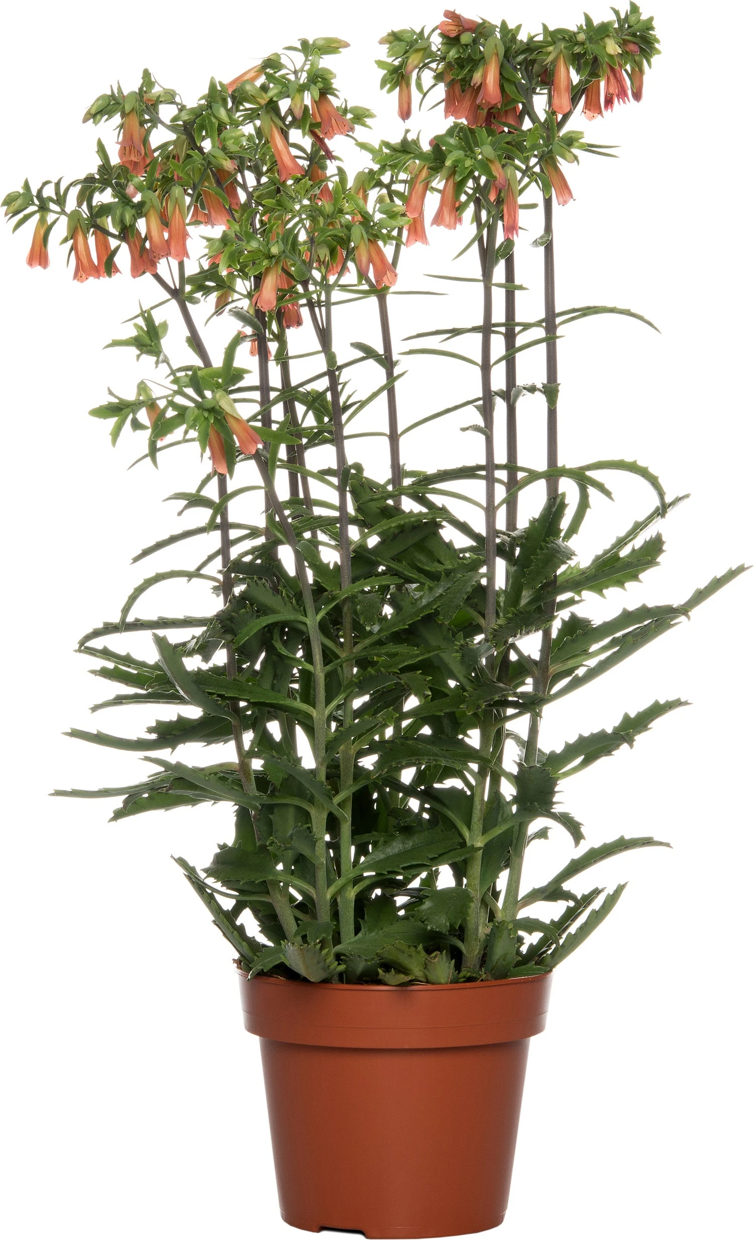 Kalanchoë (Kalanchoë 'Lucky Bells') D 14 H 45 Cm 3 Kalanchoë (Kalanchoë 'Lucky Bells') D 14 H 45 Cm