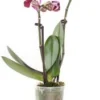 Mini Vlinderorchidee 2 Tak (Phalaenopsis) Rood D 6 H 17 Cm -Tuinplanten Winkel 8717263412069 1