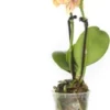 Mini Vlinderorchidee 2 Tak (Phalaenopsis) Geel Oranje D 6 H 17 Cm 2 Mini Vlinderorchidee 2 Tak (Phalaenopsis) Geel Oranje D 6 H 17 Cm -Tuinplanten Winkel 8717263412076 1