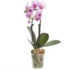 Mini Vlinderorchidee 2 Tak (Phalaenopsis) Roze D 6 H 17 Cm -Tuinplanten Winkel 8717263412083 1
