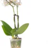 Vlinderorchidee 2 Tak (Phalaenopsis 'Little Lady') Wit D 6 H 18 Cm -Tuinplanten Winkel 8717263412113 1 1