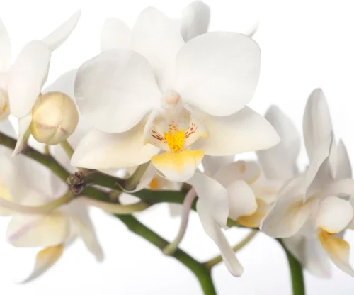 Vlinderorchidee 2 Tak (Phalaenopsis 'Little Lady') Wit D 6 H 18 Cm -Tuinplanten Winkel 8717263412113 1 2