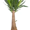 Yucca (Yucca 'Maya Tree') D 27 H 115 Cm -Tuinplanten Winkel 8717263413011 1 1 scaled