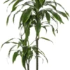 Drakenbloedboom (Dracaena Deremensis 'Art') D 19 H 100 Cm