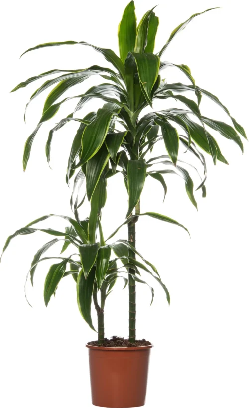 Drakenbloedboom (Dracaena Deremensis 'Art') D 19 H 100 Cm