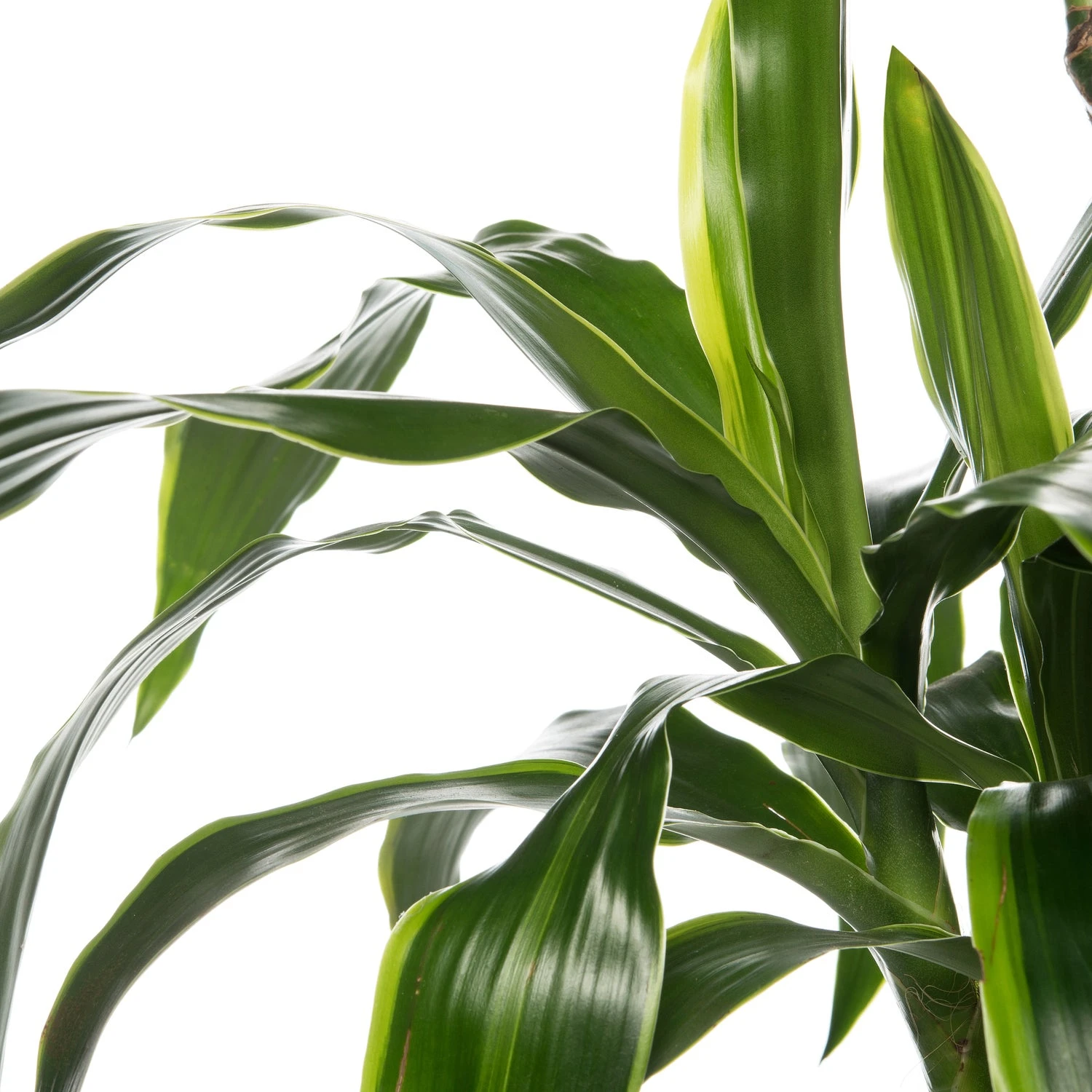 Drakenbloedboom (Dracaena Deremensis 'Art') D 19 H 100 Cm 4 Drakenbloedboom (Dracaena Deremensis 'Art') D 19 H 100 Cm - Afbeelding 2