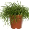 Rotskoraal (Rhipsalis Cashero) D 12 H 15 Cm -Tuinplanten Winkel 8717263413943 1