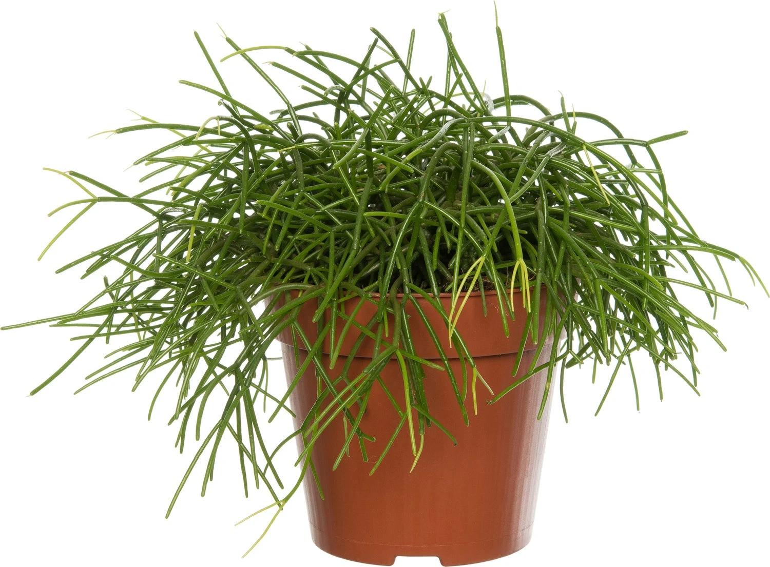 Rotskoraal (Rhipsalis Cashero) D 12 H 15 Cm 3 Rotskoraal (Rhipsalis Cashero) D 12 H 15 Cm