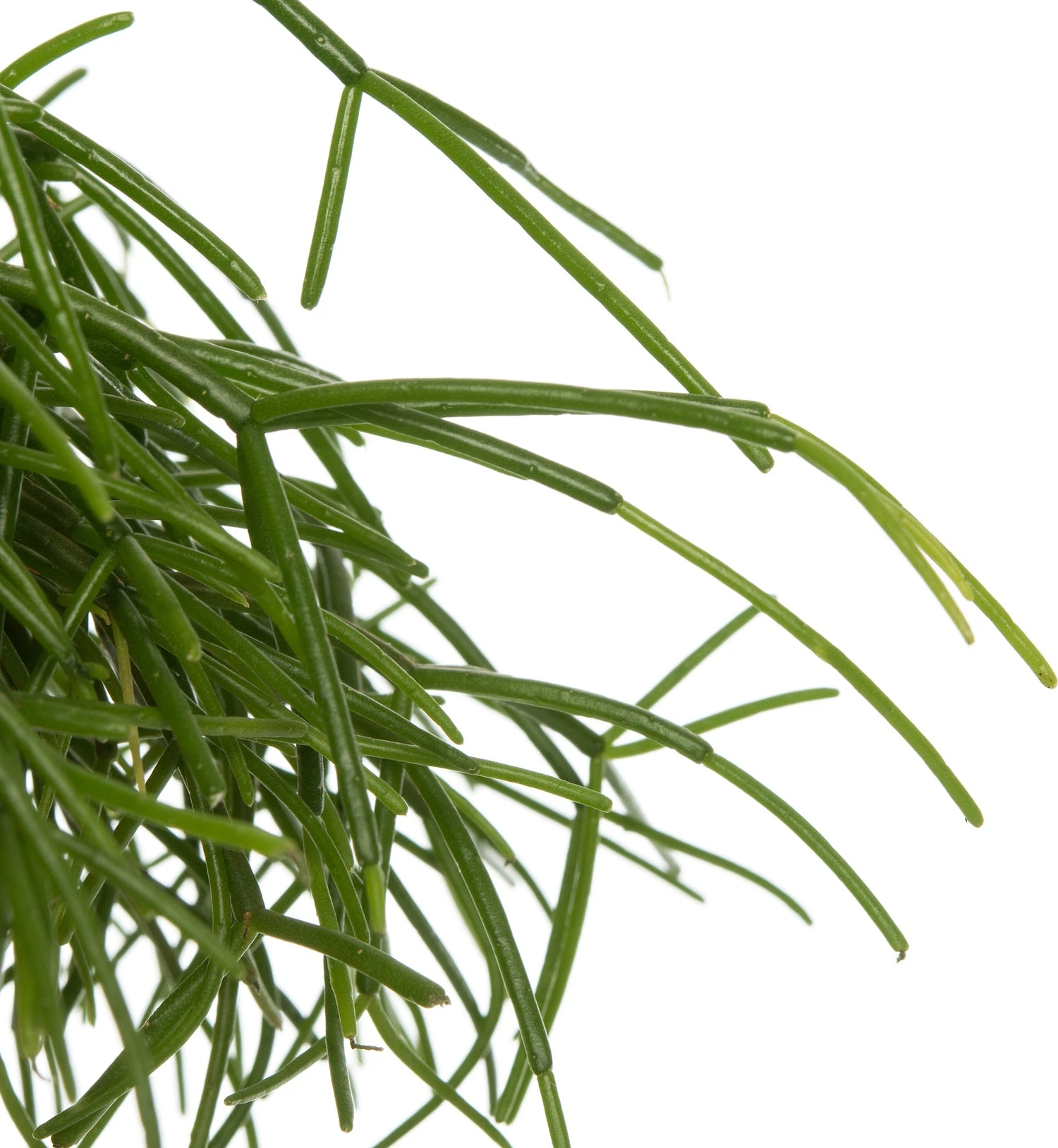 Rotskoraal (Rhipsalis Cashero) D 12 H 15 Cm 4 Rotskoraal (Rhipsalis Cashero) D 12 H 15 Cm - Afbeelding 2