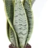 Vrouwentong (Sansevieria Trifasciata 'Laurentii') D 12 H 40 Cm -Tuinplanten Winkel 8717263414407 1
