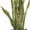 Vrouwentong (Sansevieria Trifasciata 'Laurentii') D 14 H 50 Cm -Tuinplanten Winkel 8717263414414 1 1 scaled