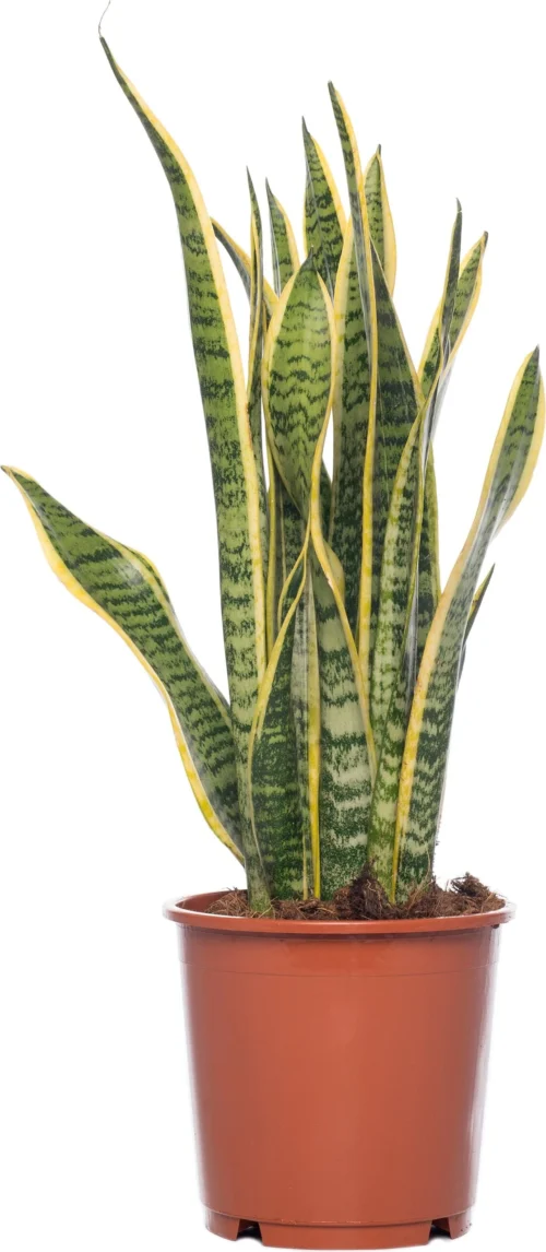Vrouwentong (Sansevieria Trifasciata 'Laurentii') D 14 H 50 Cm