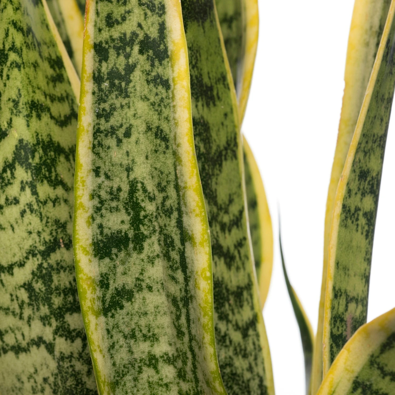 Vrouwentong (Sansevieria Trifasciata 'Laurentii') D 14 H 50 Cm 4 Vrouwentong (Sansevieria Trifasciata 'Laurentii') D 14 H 50 Cm - Afbeelding 2