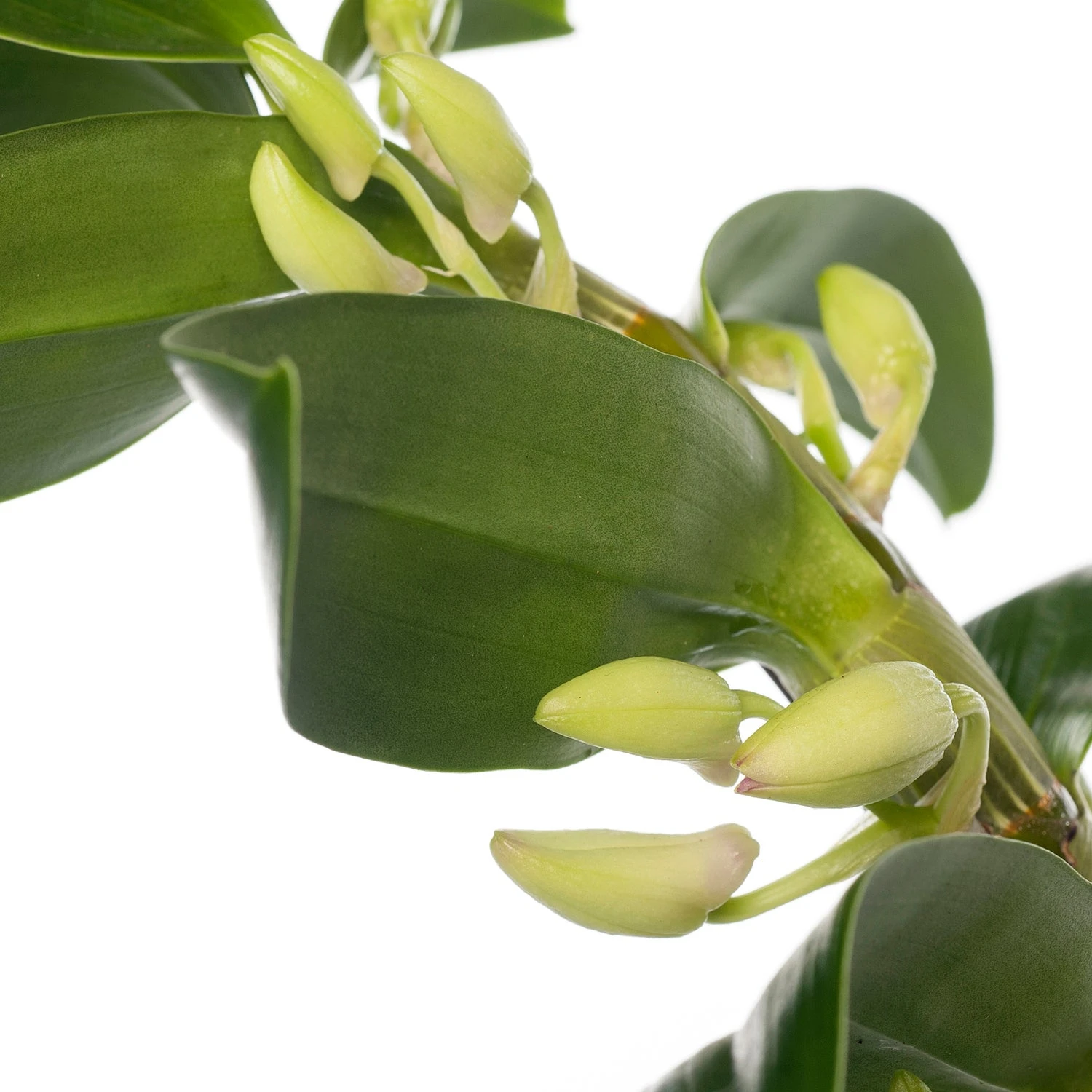 Bamboe Orchidee (Dendrobium Nobile 'Apollon') Op Boogrekje D 12 H 45 Cm 4 Bamboe Orchidee (Dendrobium Nobile 'Apollon') Op Boogrekje D 12 H 45 Cm - Afbeelding 2