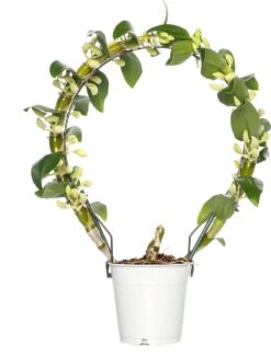 Bamboe Orchidee (Dendrobium Nobile 'Apollon') Op Boogrekje D 12 H 45 Cm