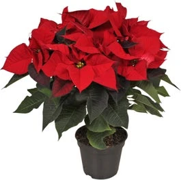 Kerstster (Euphorbia Pulcherrima) D 14 H 40 Cm 3 Kerstster (Euphorbia Pulcherrima) D 14 H 40 Cm