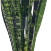 Vrouwentong (Sansevieria Trifasciata 'Black Coral') D 17 H 65 Cm