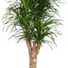 Drakenbloedboom (Dracaena Reflexa 'Anita') D 24 H 110 Cm 1 Drakenbloedboom (Dracaena Reflexa 'Anita') D 24 H 110 Cm -Tuinplanten Winkel 8717263417545 1 scaled