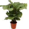 Calathea (Calathea Orbifolia) D 19 H 75 Cm 1 Calathea (Calathea Orbifolia) D 19 H 75 Cm -Tuinplanten Winkel 8717263418177 1