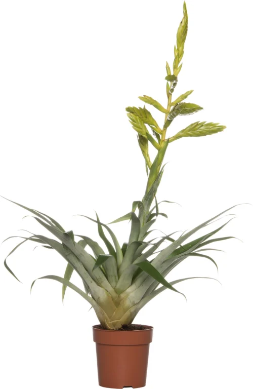 Tillandsia (Tillandsia Oerstediana) D 12 H 55 Cm