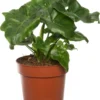 Philodendron (Philodendron Selloum 'Atom') D 12 H 25 Cm 1 Philodendron (Philodendron Selloum 'Atom') D 12 H 25 Cm -Tuinplanten Winkel 8717263418641