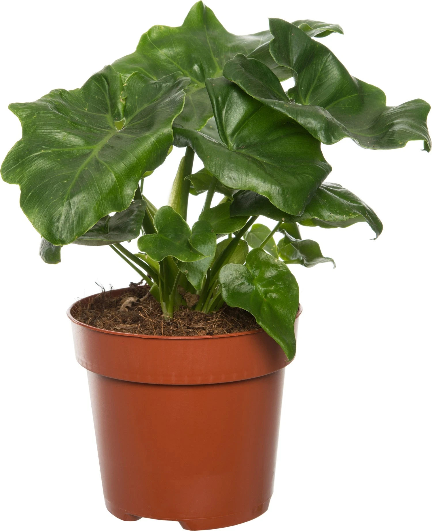 Philodendron (Philodendron Selloum 'Atom') D 12 H 25 Cm 3 Philodendron (Philodendron Selloum 'Atom') D 12 H 25 Cm