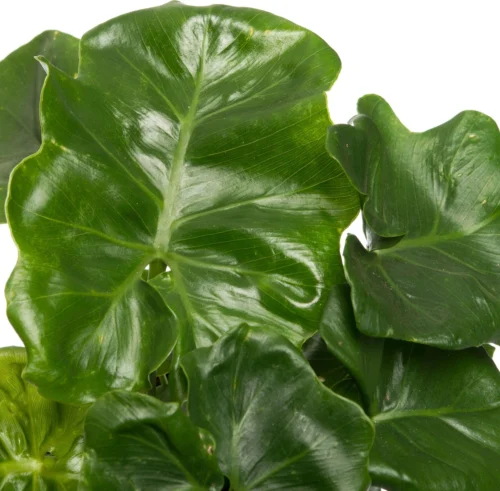 Philodendron (Philodendron Selloum 'Atom') D 12 H 25 Cm 5 Philodendron (Philodendron Selloum 'Atom') D 12 H 25 Cm -Tuinplanten Winkel 8717263418641 2